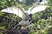 Birds Photography-Copyright © 2011 Dewakar Chandran birds photography_Cattle egret