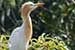Birds Photography-Copyright © 2011 Dewakar Chandran Cattle egret
