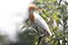 Birds Photography-Copyright © 2011 Dewakar Chandran birds photography_Cattle egret