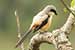 Birds Photography-Copyright © 2011 Dewakar Chandran birds photography