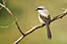 Birds Photography-Copyright © 2011 Dewakar Chandran birds photography