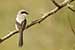Birds Photography-Copyright © 2011 Dewakar Chandran birds photography