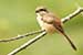 Birds Photography-Copyright © 2011 Dewakar Chandran birds photography