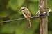 Birds Photography-Copyright © 2011 Dewakar Chandran birds photography