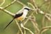Birds Photography-Copyright © 2011 Dewakar Chandran birds photography
