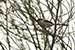Birds Photography-Copyright © 2011 Dewakar Chandran birds photography