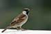 Birds Photography-Copyright © 2011 Dewakar Chandran birds photography