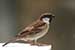 Birds Photography-Copyright © 2011 Dewakar Chandran birds photography