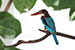 Kingfisher on a branch