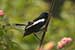 Birds Photography-Copyright © 2011 Dewakar Chandran birds photography