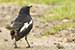 Birds Photography-Copyright © 2011 Dewakar Chandran birds photography