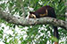 Birds Photography-Copyright © 2012 Dewakar Chandran Malabar giant squirrel