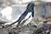 Birds Photography-Copyright © 2011 Dewakar Chandran Oriental magpie robin
