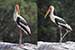 Birds Photography-Copyright © 2011 Dewakar Chandran birds photography