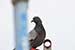 Birds Photography-Copyright © 2011 Dewakar Chandran birds photography