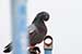 Birds Photography-Copyright © 2011 Dewakar Chandran birds photography