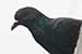 Birds Photography-Copyright © 2011 Dewakar Chandran birds photography