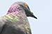 Birds Photography-Copyright © 2011 Dewakar Chandran birds photography