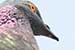 Birds Photography-Copyright © 2011 Dewakar Chandran birds photography