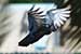 Birds Photography-Copyright © 2011 Dewakar Chandran birds photography