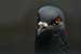 Birds Photography-Copyright © 2011 Dewakar Chandran birds photography