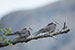 Pigeons on a branch