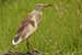 Birds Photography-Copyright © 2011 Dewakar Chandran Pond heron