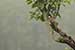 Birds Photography-Copyright © 2011 Dewakar Chandran Red vented bulbul