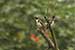 Birds Photography-Copyright © 2011 Dewakar Chandran Red vented bulbul