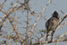 birds photography Red vented bulbul