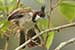 Birds Photography-Copyright © 2011 Dewakar Chandran Red vented bulbul
