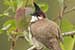 Birds Photography-Copyright © 2011 Dewakar Chandran Red vented bulbul