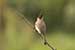 Birds Photography-Copyright © 2011 Dewakar Chandran Red vented bulbul