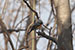 birds photography Scarlet minivet