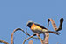 birds photography Scarlet minivet