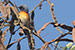 birds photography Scarlet minivet