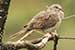 Birds Photography-Copyright © 2011 Dewakar Chandran birds photography