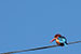 birds photography White throated Kingfisher