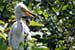 Birds Photography-Copyright © 2011 Dewakar Chandran birds photography_baby egret
