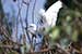 Birds Photography-Copyright © 2011 Dewakar Chandran birds photography