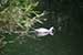 Birds Photography-Copyright © 2011 Dewakar Chandran birds photography