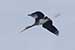 Birds Photography-Copyright © 2011 Dewakar Chandran birds photography
