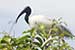 Birds Photography-Copyright © 2011 Dewakar Chandran birds photography