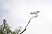 Birds Photography-Copyright © 2011 Dewakar Chandran birds photography