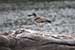Birds Photography-Copyright © 2011 Dewakar Chandran birds photography