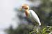 birds photography