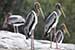 Birds Photography-Copyright © 2011 Dewakar Chandran birds photography