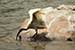 Birds Photography-Copyright © 2011 Dewakar Chandran birds photography