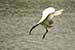 Birds Photography-Copyright © 2011 Dewakar Chandran birds photography
