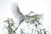 Birds Photography-Copyright © 2011 Dewakar Chandran birds photography
